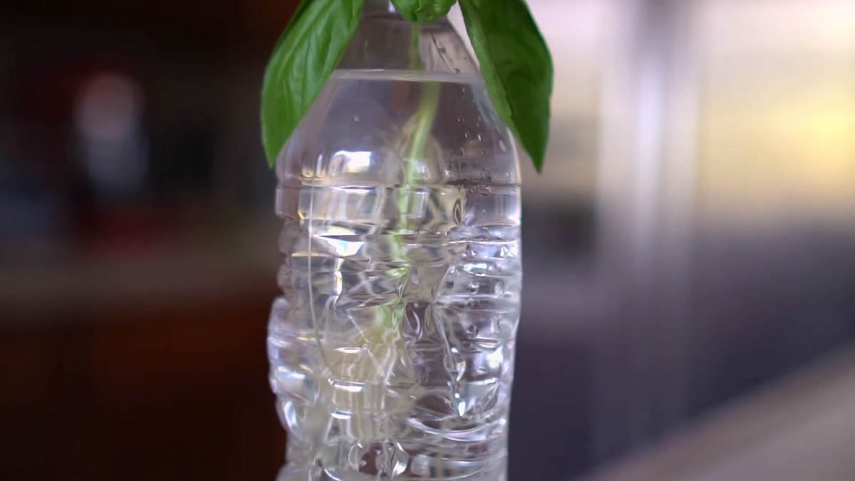 базилик в воде