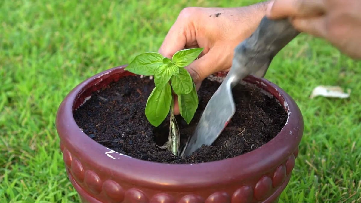 высадка базилика