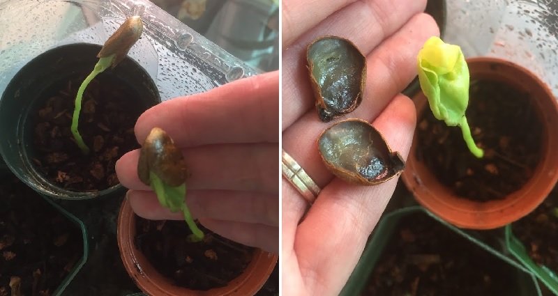 оболочка косточки хурмы