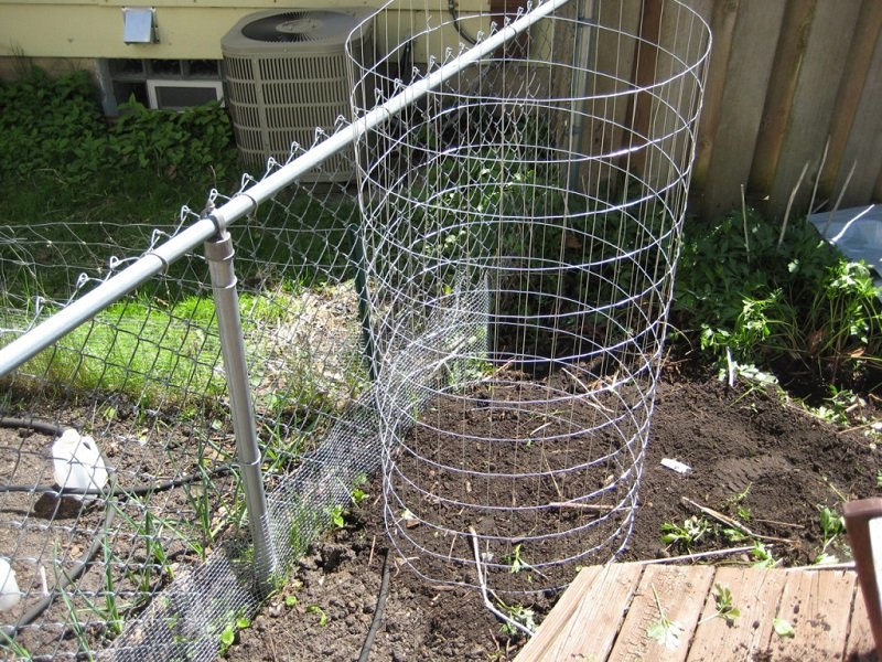 как вырастить картофель