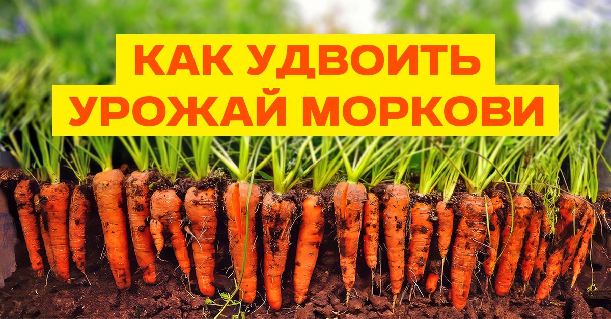 когда сеять морковь