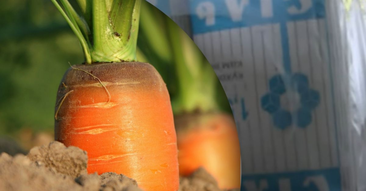 как вырастить крупную морковь