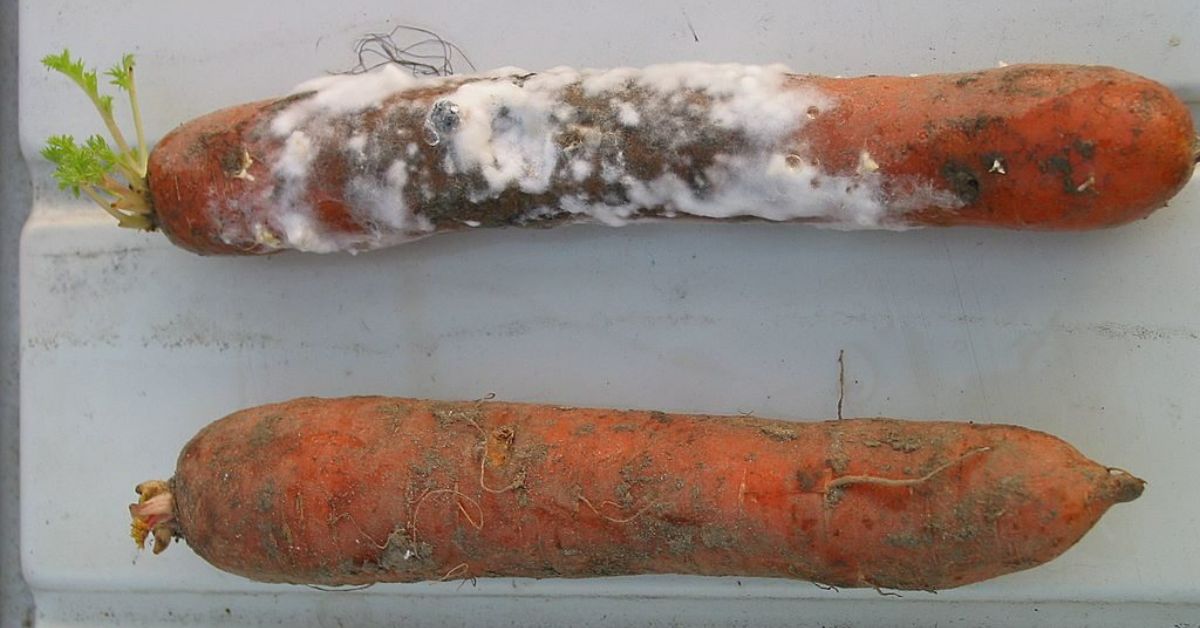 как вырастить сладкую морковь