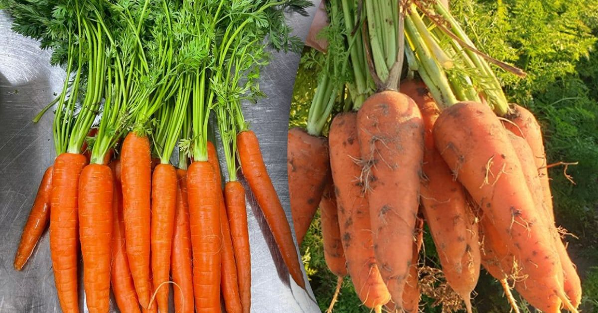 подкормка рассады