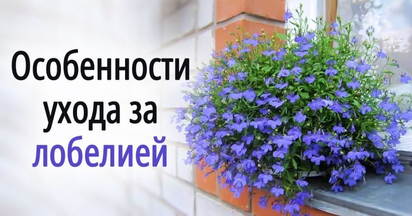 как вырастить лобелию