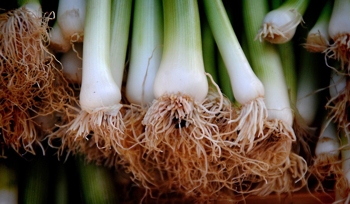 домашний лук-порей