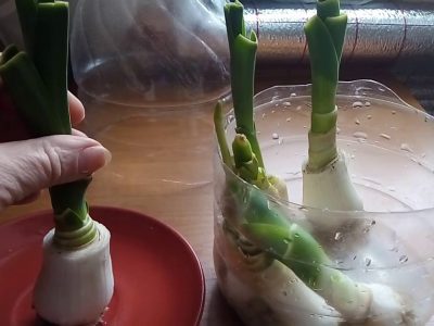 Как вырастить лук-порей в домашних условиях