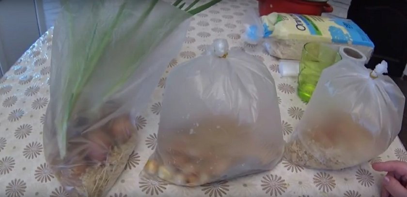 как вырастить зеленый лук дома