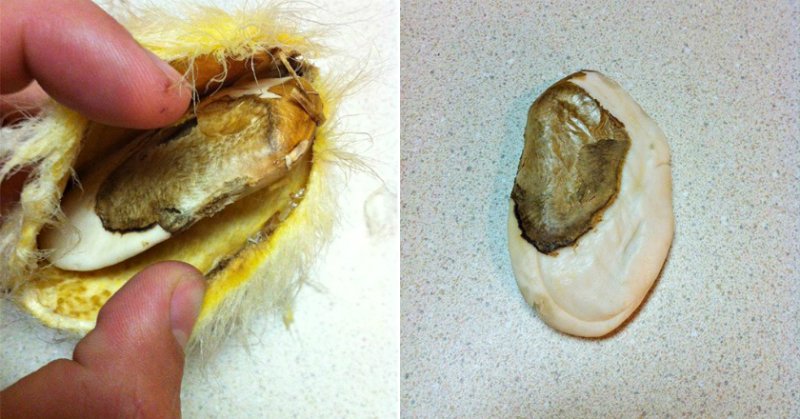 как вырастить манго из косточки