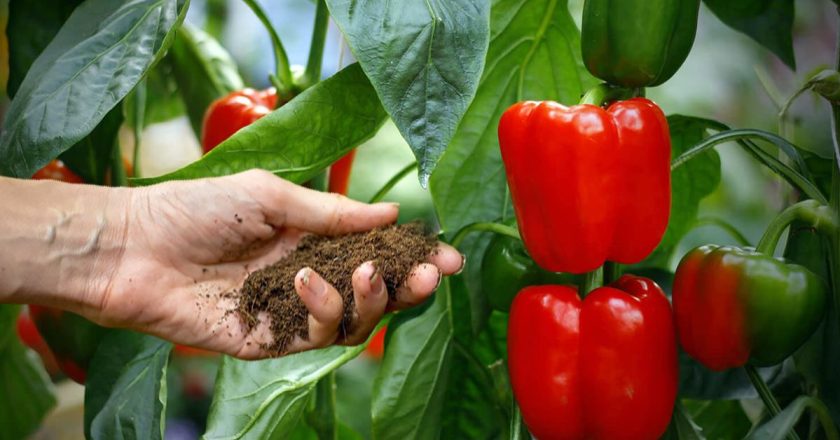 Как вырастить мясистый болгарский перец: 3 варианта подкормки мясистый болгарский перец