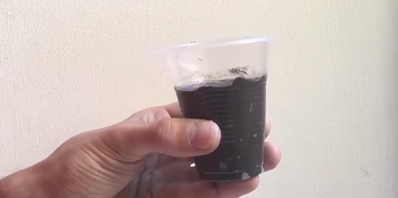 как вырастить черри