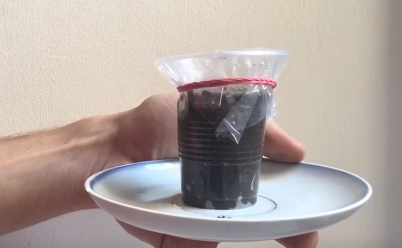 как вырастить черри