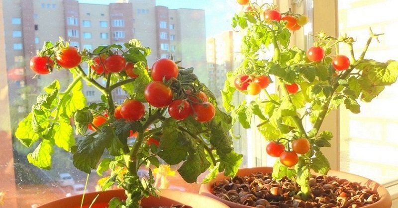 как вырастить черри