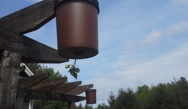 помидоры на балконе