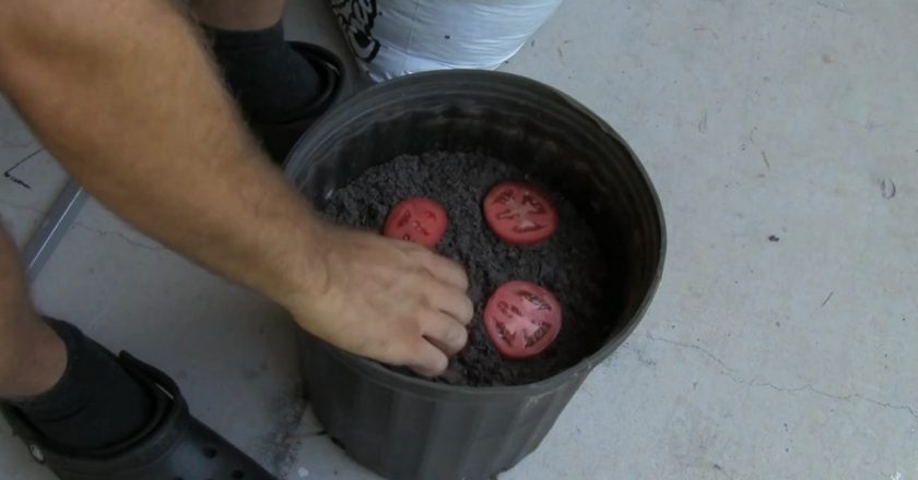 Cum să crească roșiile Cum să crească roșiile