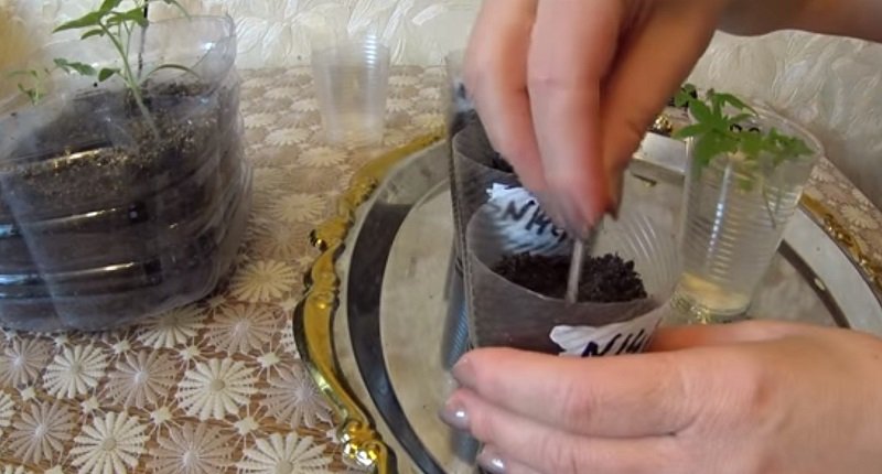 как вырастить рассаду