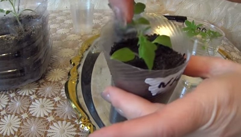 домашние помидоры