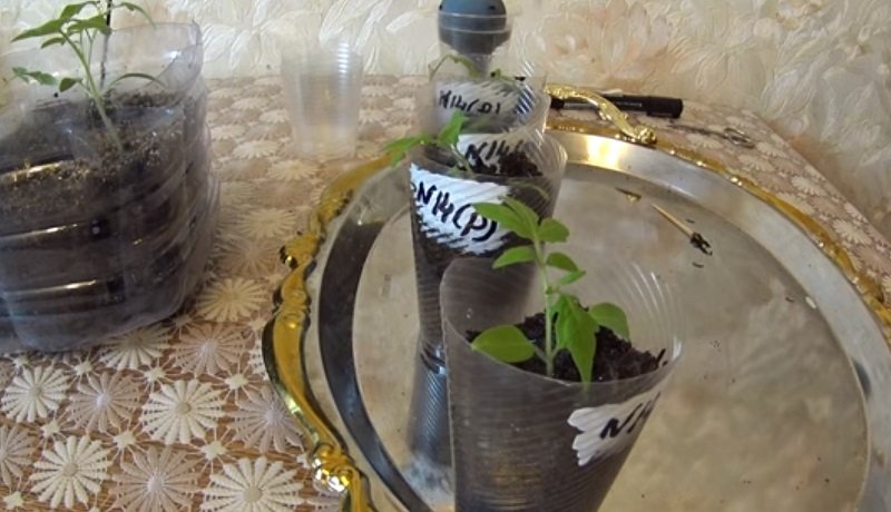 выращивание помидоров