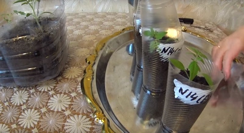 китайская рассада