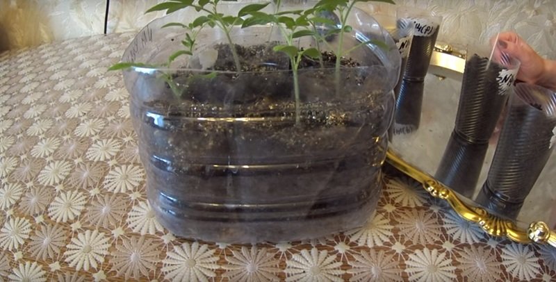 рассада помидоров дома