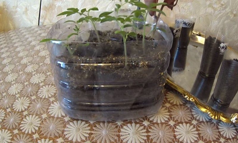 как выращивать помидоры