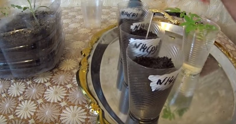 как ухаживать за рассадой