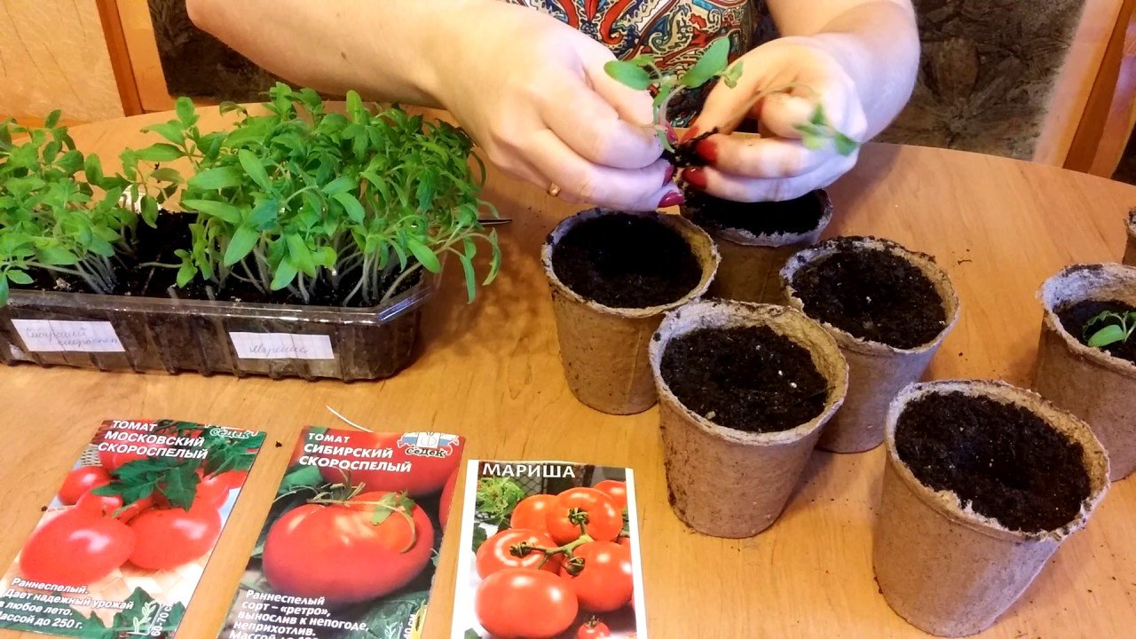 Сколько растет рассада помидор