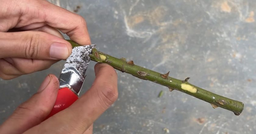 срезание кожицы