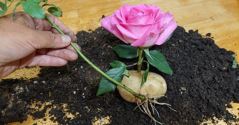 Как Посадить Розу Фото