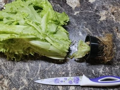 Как вырастить салат в горшочке из магазина