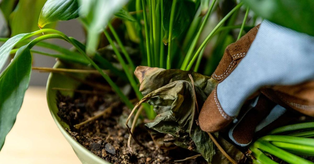 уход за спатифиллумом