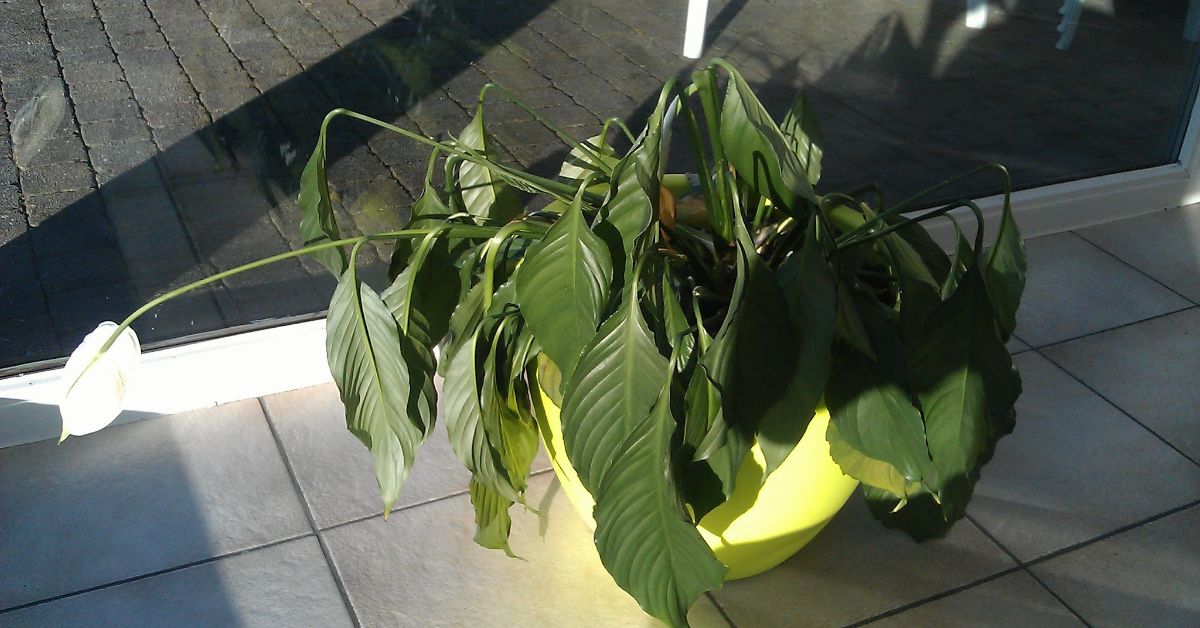 спатифиллум