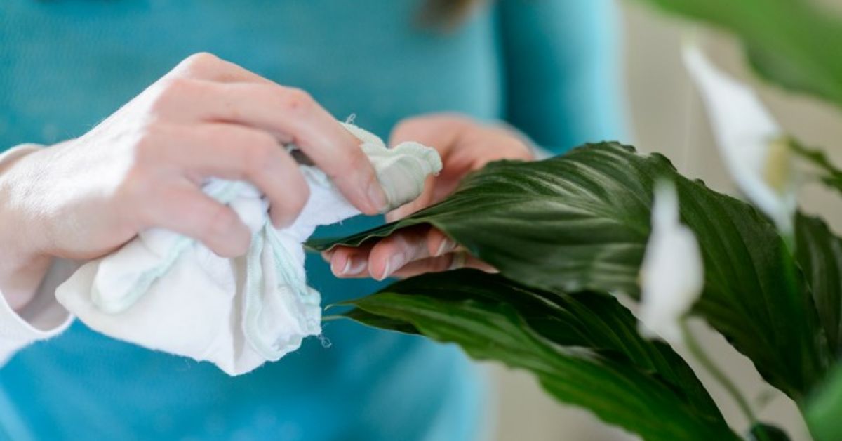 женское счастье цветок