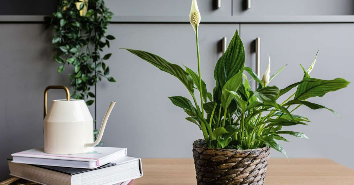 спатифиллум дома