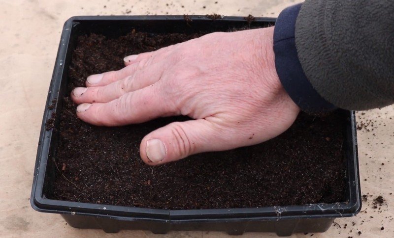 как вырастить чабрец на подоконнике