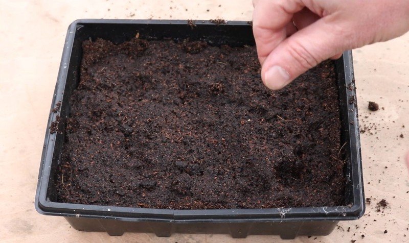 как вырастить тимьян на окне