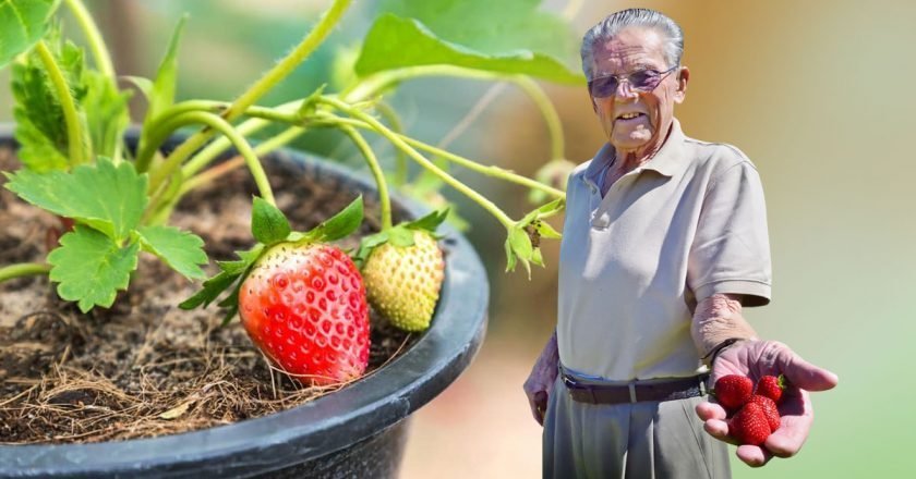 домашняя клубника