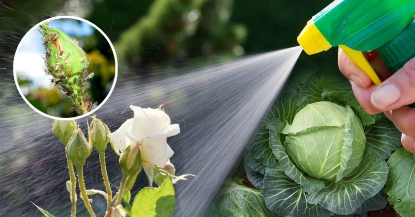 средство от тли