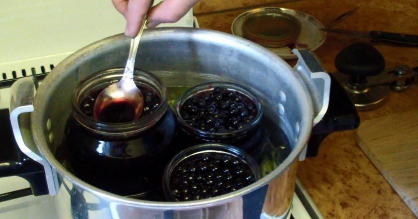 заготовка черники