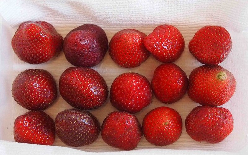 как замораживать ягоды на зиму