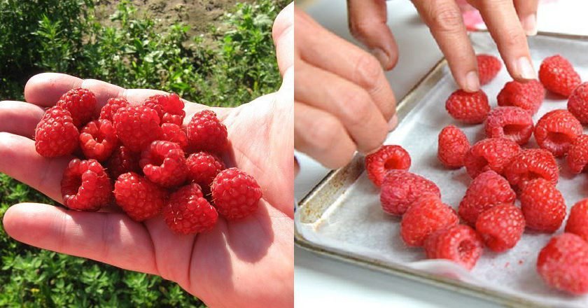 заморозка малины