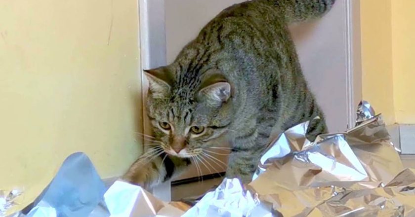 как отпугнуть кота фольгой