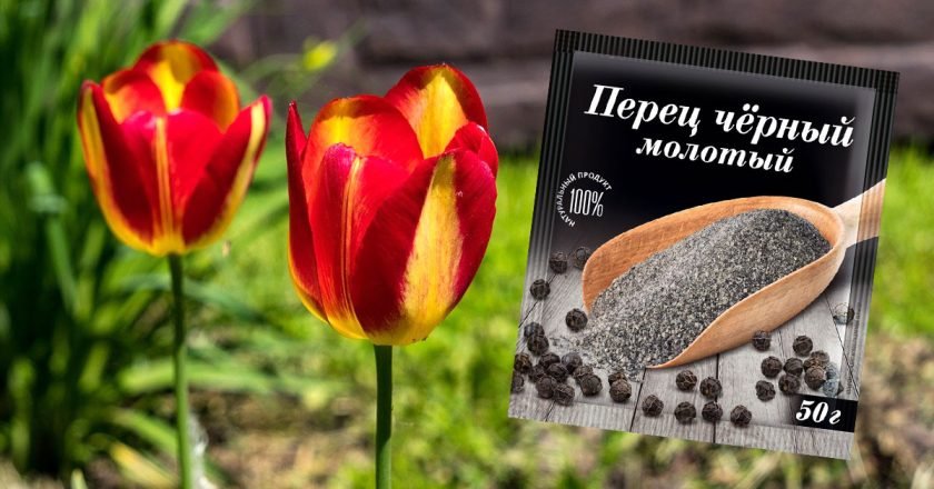 как защитить тюльпаны