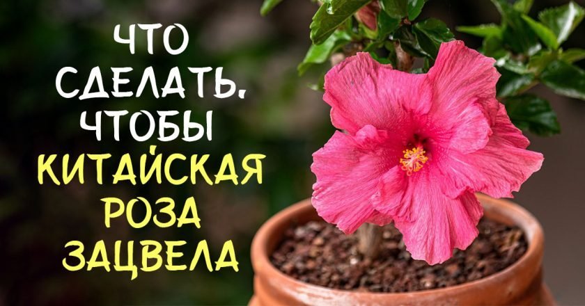 как заставить цвести китайскую розу