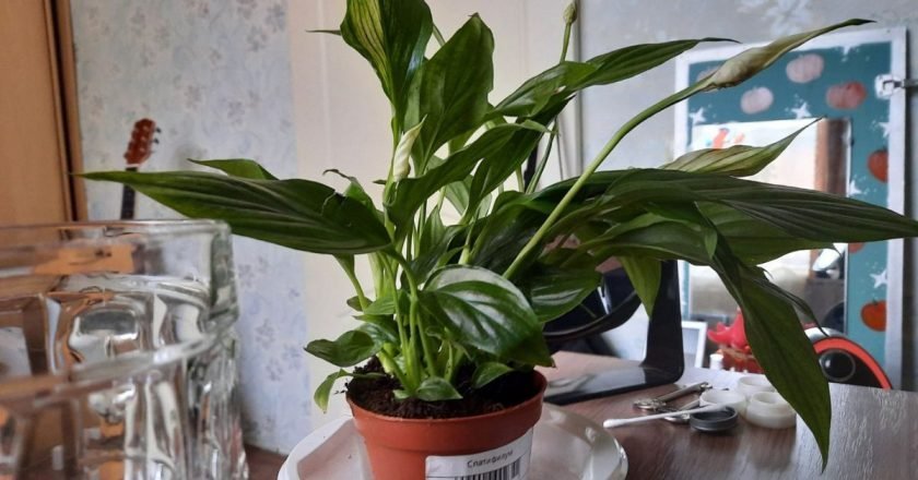 как заставить цвести спатифиллум