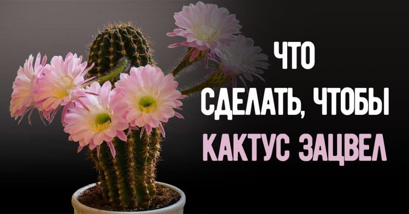 как заставить кактус цвести