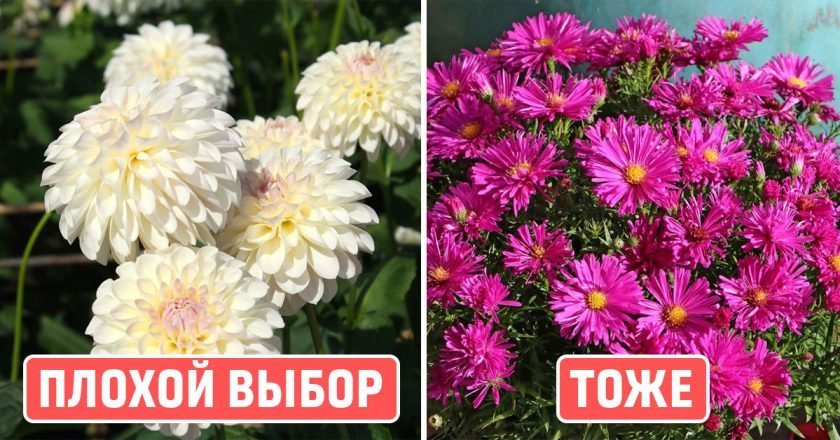 какие цветы нельзя сажать