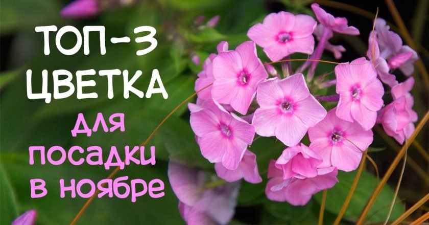 какие цветы сажают в ноябре