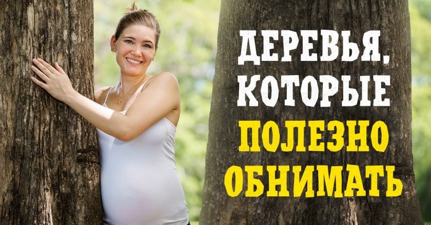 какие деревья считаются целителями