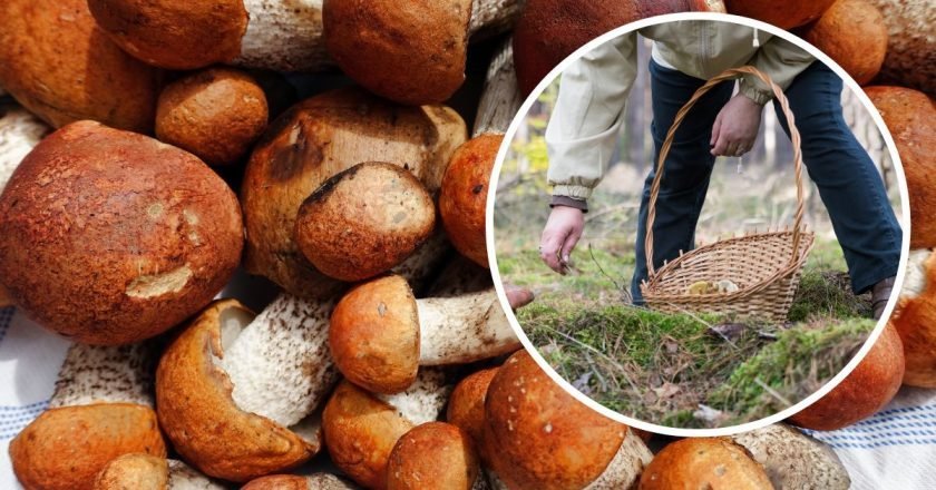 Какие грибы можно есть сырыми